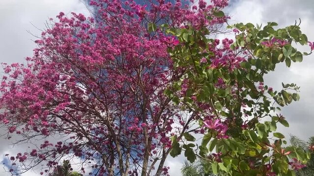 Tabebuia Ant tree in pink. Spring flowering. The most beautiful trees on the planet. Trumpet tree