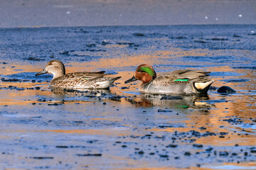A Green Winged Teal couple swimming through an icy, colorful pond in the cold of Winter in...