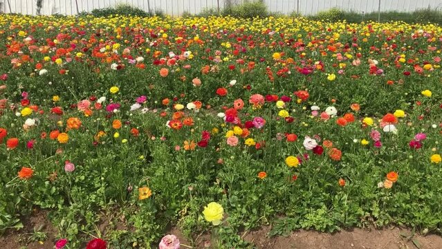 Ranunculus fields. Beautiful rows of flowers. Asian ranunculus farm. Сolorful buttercups
