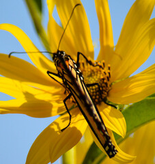 Butterfly on Flower