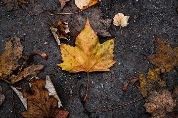 Closeup of wet fallen leaves in a park in Brussels