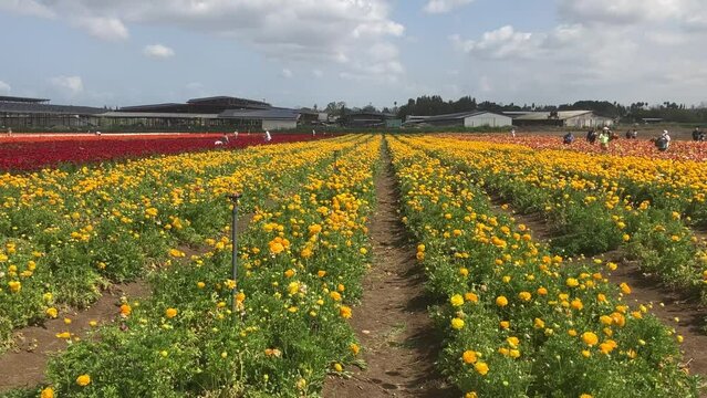 Ranunculus fields. Beautiful rows of flowers. Asian ranunculus farm. Сolorful buttercups