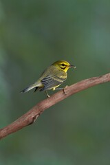 Prairie Warbler  perching on tree branch