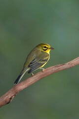 Fototapeta premium Prairie Warbler perching on tree branch