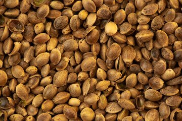 Heap of cannabis seeds close-up. Cannabis replacement as a food supplement, vegetable protein vitamins.