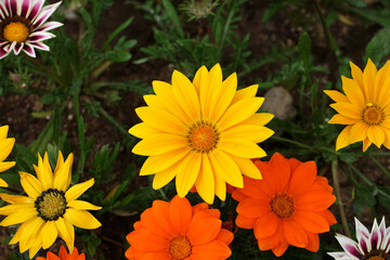 Gazania Rigens (Treasure Flower)
