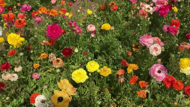 Ranunculus fields. Beautiful rows of flowers. Asian ranunculus farm. Сolorful buttercups