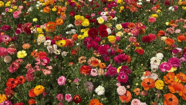 Ranunculus fields. Beautiful rows of flowers. Asian ranunculus farm. Сolorful buttercups