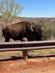 bison in park © Dennis