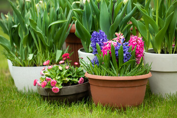 wiosenne kompozycje kwiatowe w ogrodzie, tulipany, narcyze, hiacynty, stokrotki w promieniach...