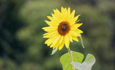single beautiful sunflower with green leaves and blurred romantic background. day cloudy without people
