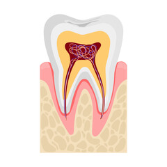 Human tooth anatomy in cross section. Nerves and blood vessels. Flat vector illustration isolated on white background.