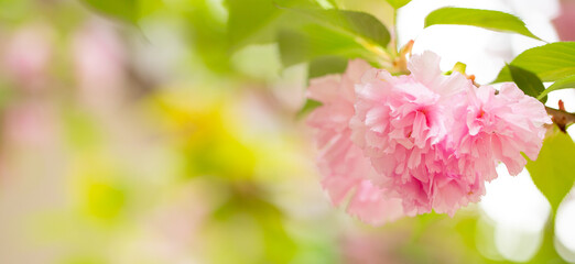 Obraz premium Sakura. Cherry blossom, branches with flowers sway in the wind. Pink flowers of the sakura tree. Spring landscape with flowering trees. Beautiful nature on a sunny day.