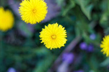 Beautiful yellow dandelion flowers blooming - top view