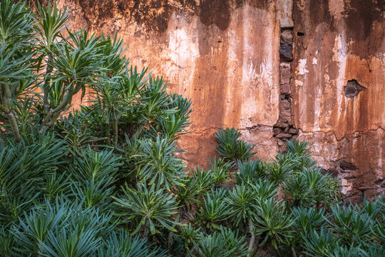 Beautiful old distressed plaster wall with succulents 