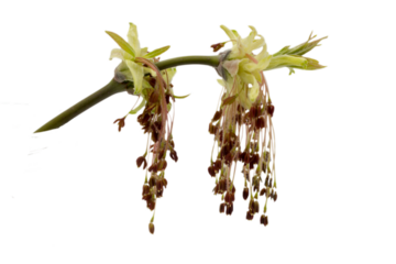Maple american (Acer negundo) tree branch with young leaves and flowers isolated on a white background