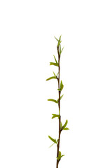 willow tree branch with young leaves and flowers isolated on a white background