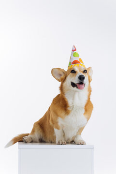 Adorable cute Welsh Corgi Pembroke wearing cap birthday sitting on white background. Most popular breed of Dog