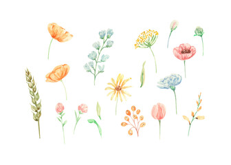 Watercolor flower illustration. Set of wildflowers. Watercolor meadow flowers. Design for decoration , greeting, card.