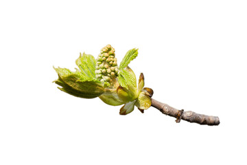 Obraz premium castanea tree branch with young leaves and flowers isolated on a white background