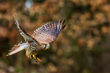 The common kestrel (Falco tinnunculus) lands in the woods