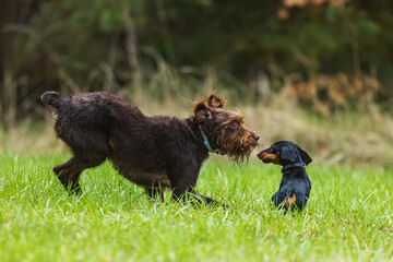 Czech breed of versatile hunting dog and dachshund.