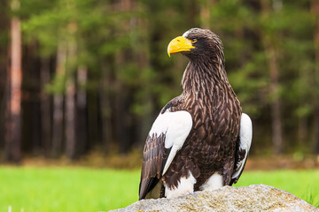 Steller's sea eagle (Haliaeetus pelagicus), also known as Pacific sea eagle or white-shouldered eagle