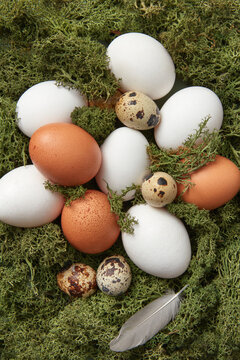 Natural chicken and quail eggs in moss nest.