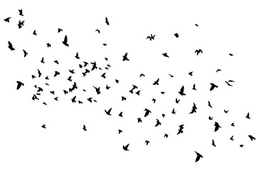 A flock of flying birds. Free birds. Vector illustration