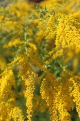 yellow flowers in spring