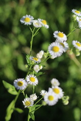 chamomile flowers. chamomile bloom yu flower. chamomile