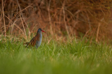 Water rail, Rallus aquaticus, shy bird of wetlands on green meadow against red colored reed.  Wetlands of Morava river, Europe.