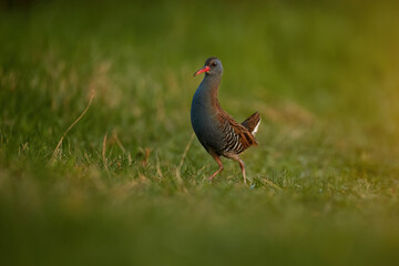 Water rail, Rallus aquaticus, shy bird of wetlands on green meadow. Wetlands of Morava river, Europe.