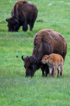 New Buffalo Calf