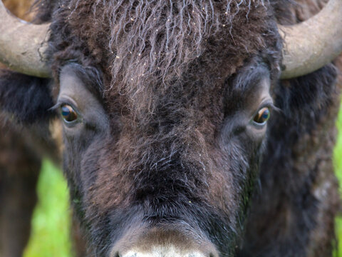 Buffalo Eyes
