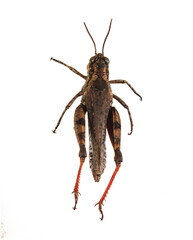 Grasshopper on a leaf