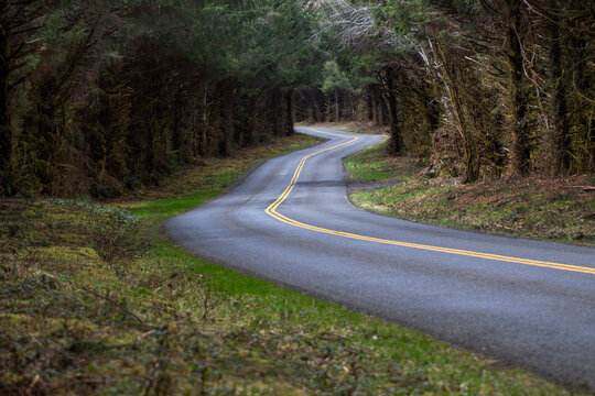 Forest Road Curves