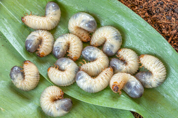 Image of grub worms beetle in garden. May beetle larvae close up. Source of protein. Entomology. Food of future