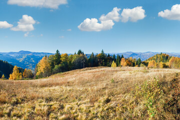 Autumn  mountain Nimchich pass panorama (Carpathian, Ukraine) with country road and colorful trees on hill.