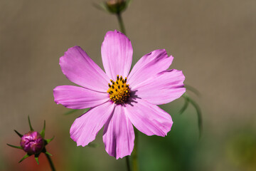 Beautiful purple Cosmos flower on green blured background. Cosmos bipinnatus, commonly called the...
