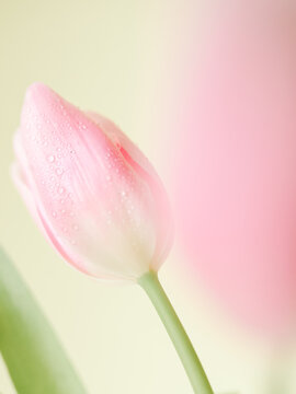 Elegant pink tulip blooms with dew drops.