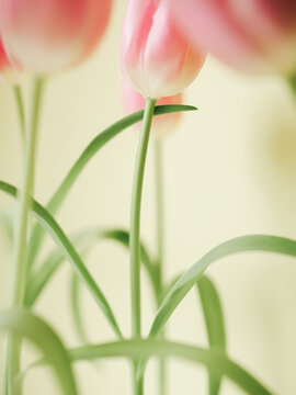 Bunch of decorative pink tulips.