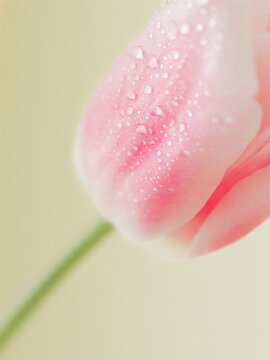 Fresh pink tulip with water drops.