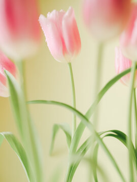 Bunch of pink tulip flowers with water drops.