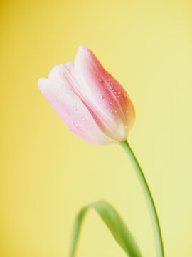 Fototapeta Pink tulip with dew drops on yellow background.