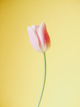 Beautiful pink tulip with water drops.