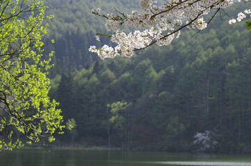 高原に遅く訪れた春。明るい湖畔に伸びる満開の桜の枝と背景の森林。