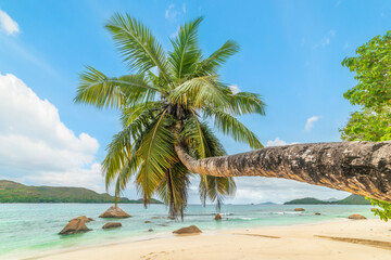Fototapeta na wymiar Leaning palm tree in Anse Boudin beach