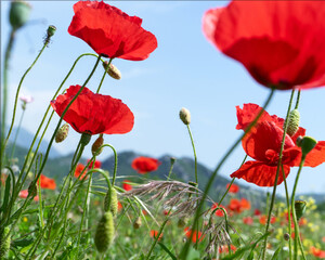 Bright poppy flowers against the blue sky. Field of wild poppies on a sunny spring day. Floral banner. Red poppy as a symbol of the memory of the victims of the war. © Irina Bo 
