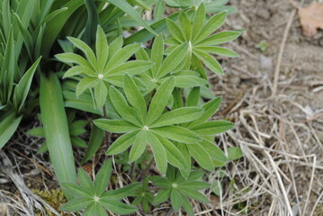 Early leaves of the lupine flower emerging in springtime close up. Also known as lupin, lupinus, or bluebonnet. 